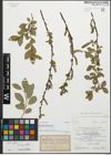Foto von Salix stenostachya A. Kern.